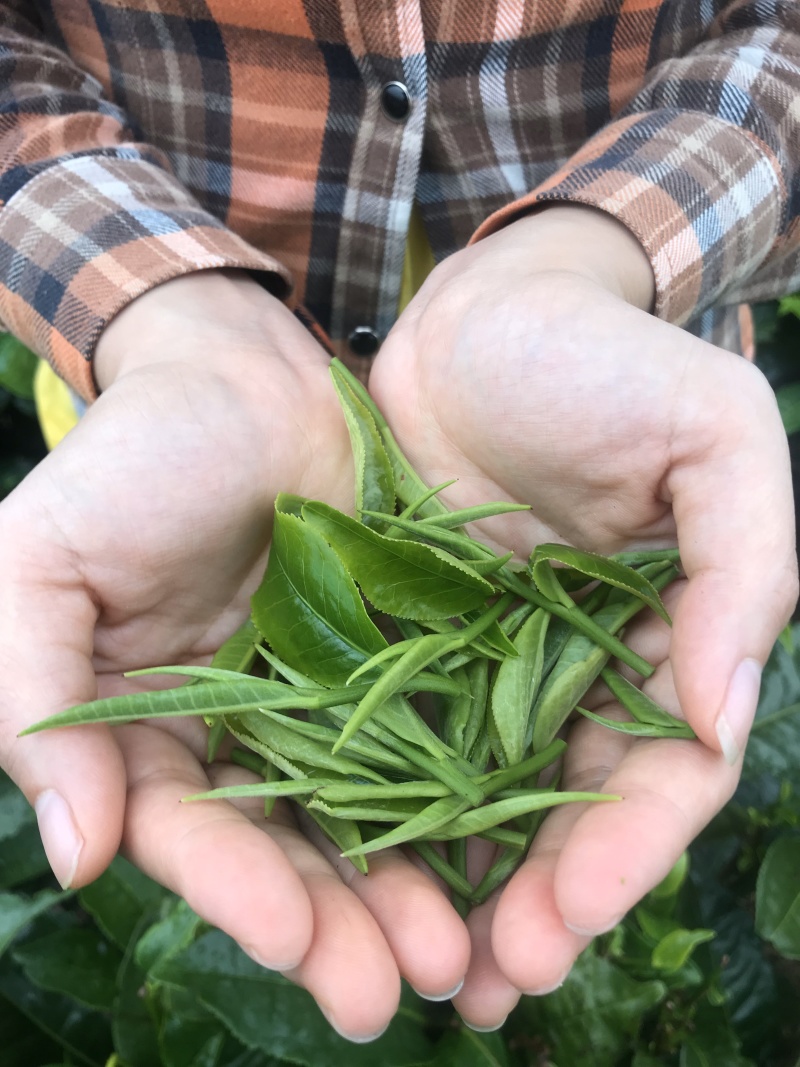 英红九号英德红茶批发茶园茶厂直销