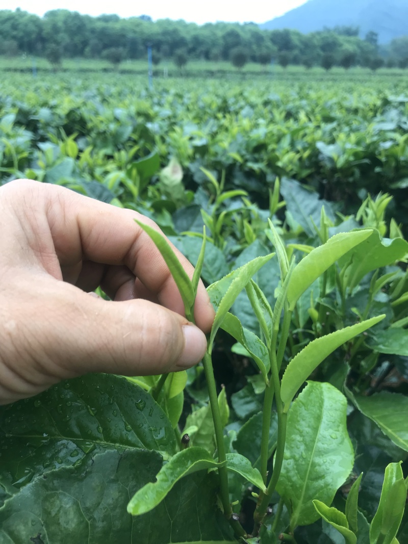 英红九号英德红茶批发茶园茶厂直销