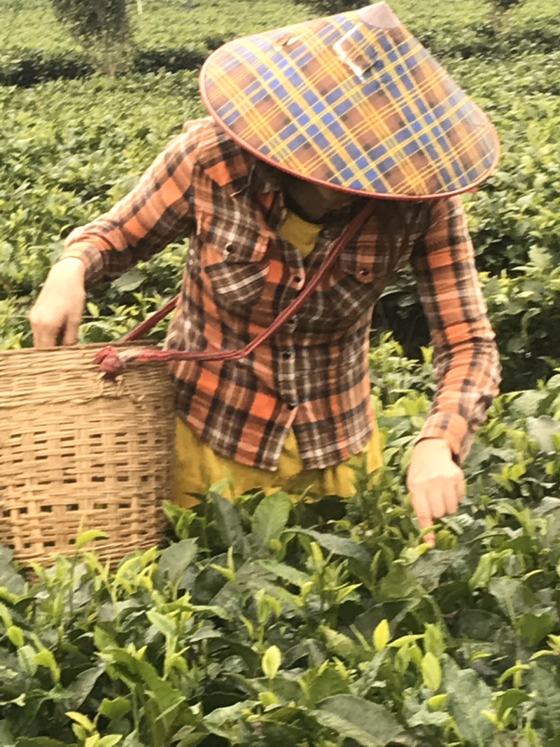 英红九号英德红茶批发茶园茶厂直销