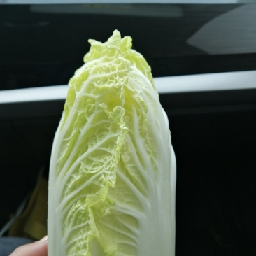 娃娃菜