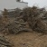 重瓣樱花樱花树苗不与假货拼价格只卖正宗晚樱提供发票