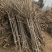 重瓣樱花樱花树苗不与假货拼价格只卖正宗晚樱提供发票