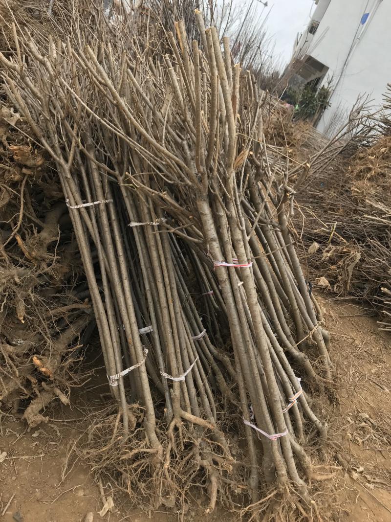 重瓣樱花樱花树苗不与假货拼价格只卖正宗晚樱提供发票