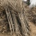 重瓣樱花樱花树苗不与假货拼价格只卖正宗晚樱提供发票