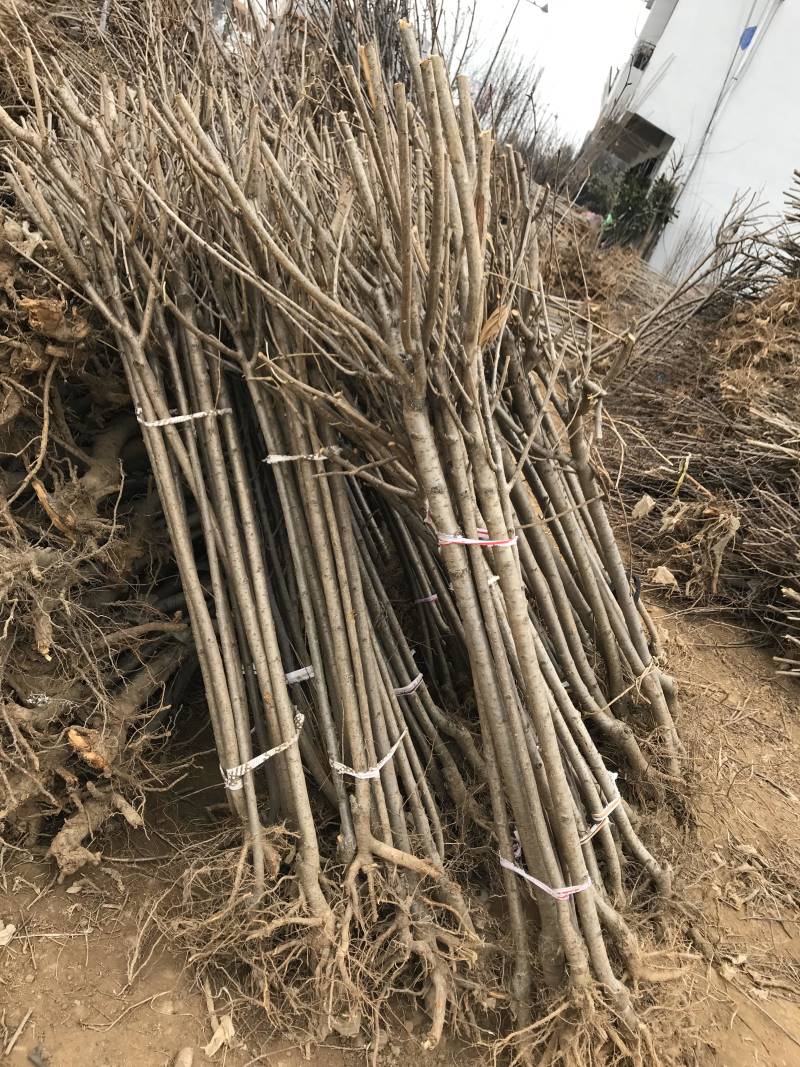 重瓣樱花樱花树苗不与假货拼价格只卖正宗晚樱提供发票