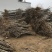 重瓣樱花樱花树苗不与假货拼价格只卖正宗晚樱提供发票