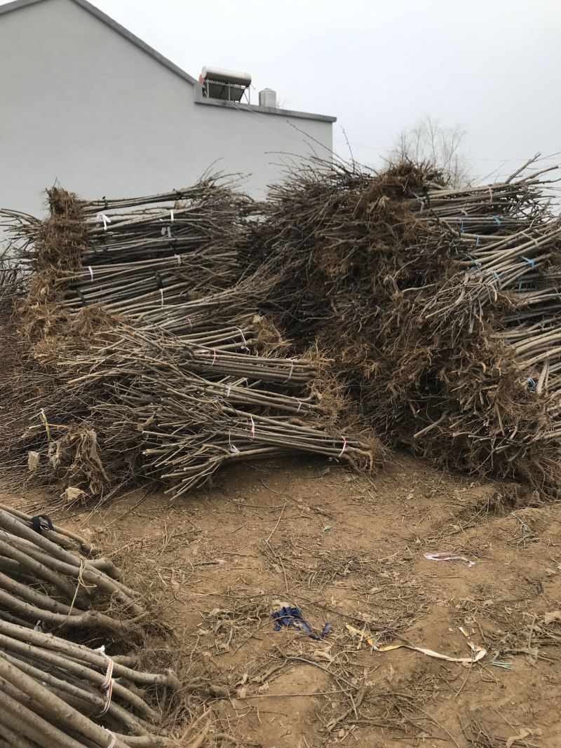 重瓣樱花樱花树苗不与假货拼价格只卖正宗晚樱提供发票