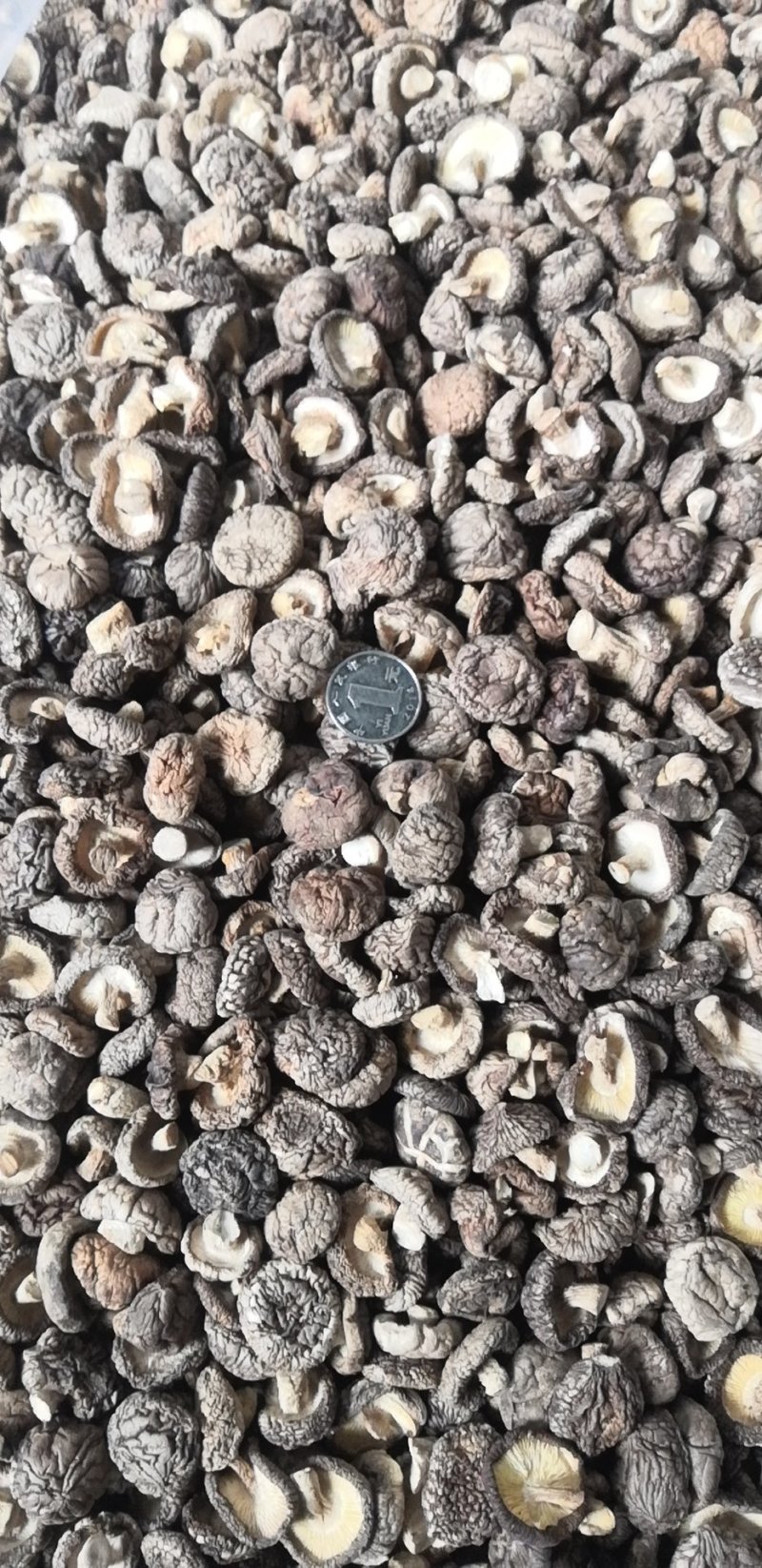 2.5-4.0香菇白面菇冬菇