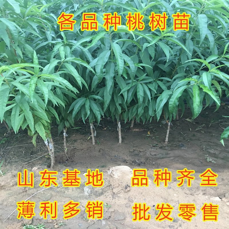 日本甜桃王苗甜桃树苗嫁接桃树苗南北方种植桃树苗