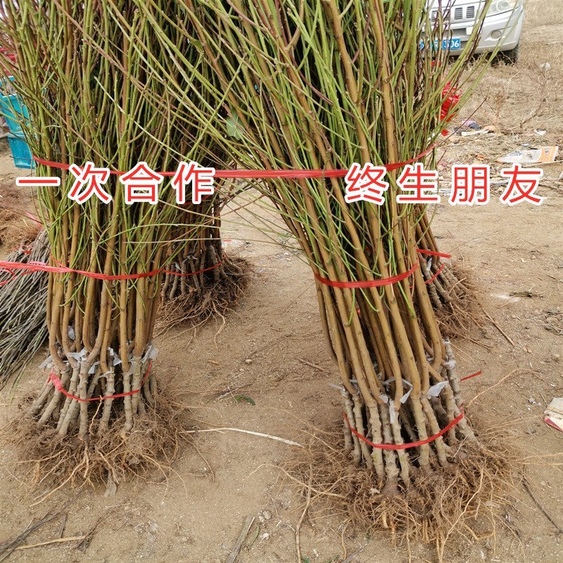 日本甜桃王苗甜桃树苗嫁接桃树苗南北方种植桃树苗