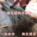 日本甜桃王苗甜桃树苗嫁接桃树苗南北方种植桃树苗