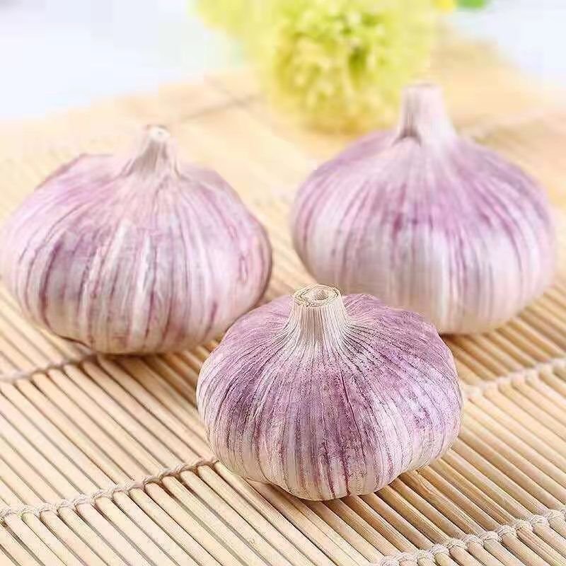 大蒜，金乡大蒜紫红皮，产地直销，量大从优