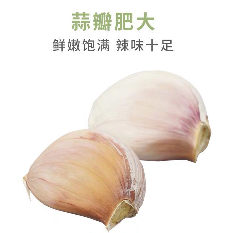 大蒜，金乡大蒜紫红皮，产地直销，量大从优