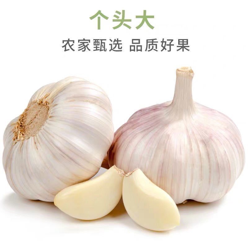 大蒜，金乡大蒜紫红皮，产地直销，量大从优