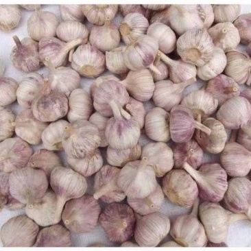 大蒜，金乡大蒜紫红皮，产地直销，量大从优