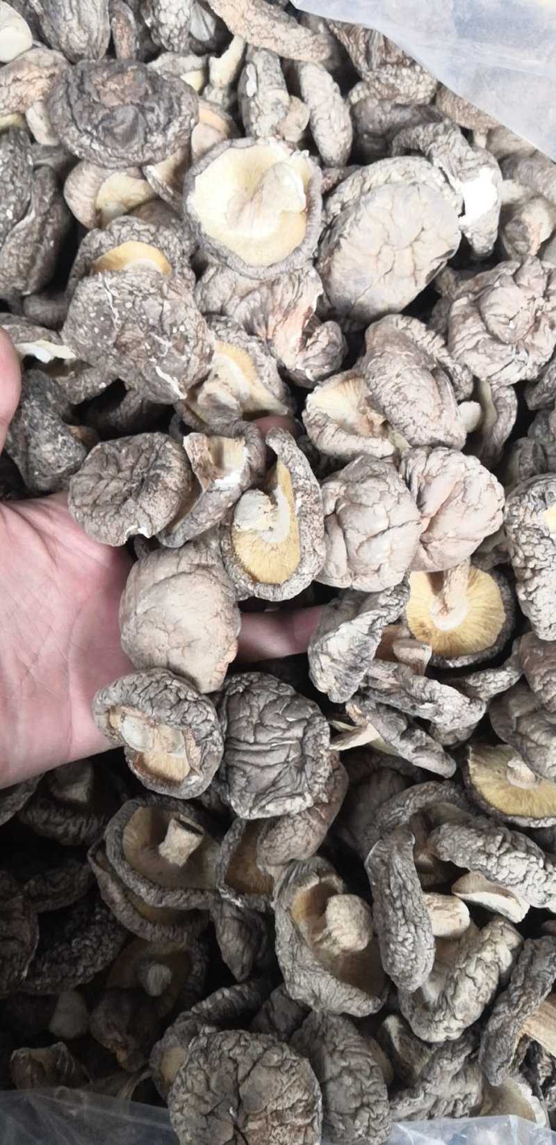 2.5-4.0香菇白面菇冬菇