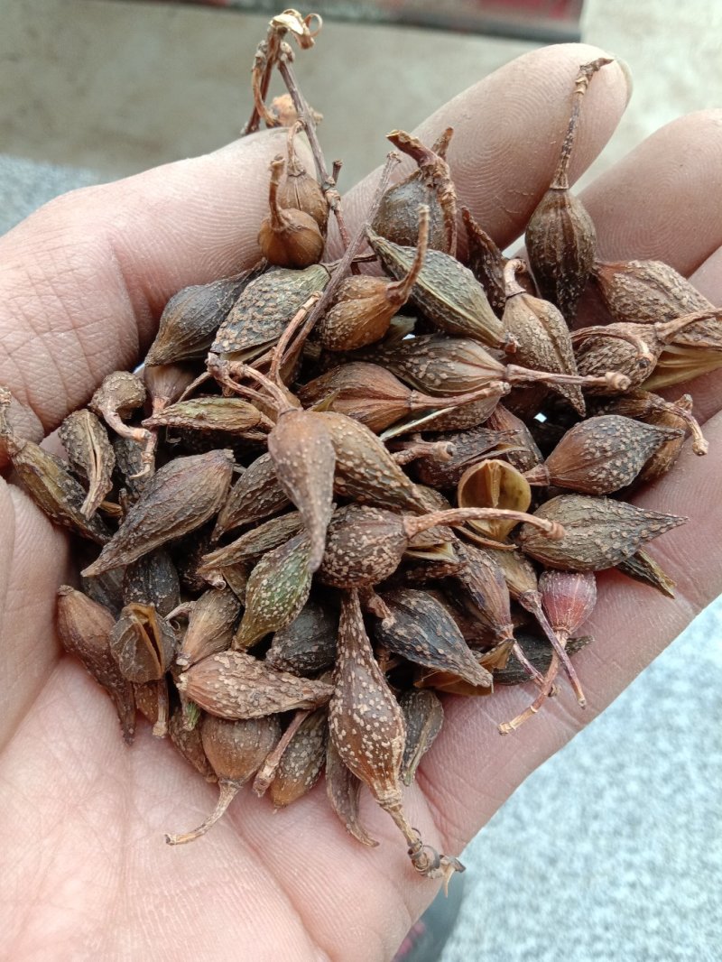 连翘，生晒，水煮，无籽黄翘，无硫
