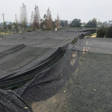 苗圃种植无纺袋装桢楠杯苗（小叶桢楠）