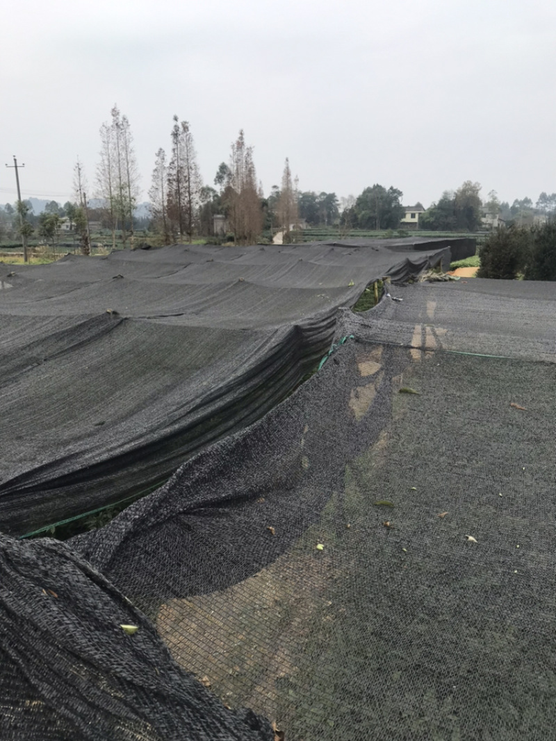 苗圃种植无纺袋装桢楠杯苗（小叶桢楠）