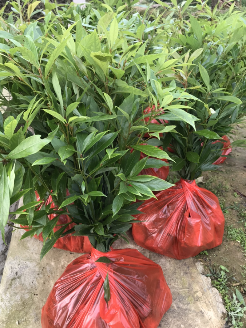 苗圃种植无纺袋装桢楠杯苗（小叶桢楠）