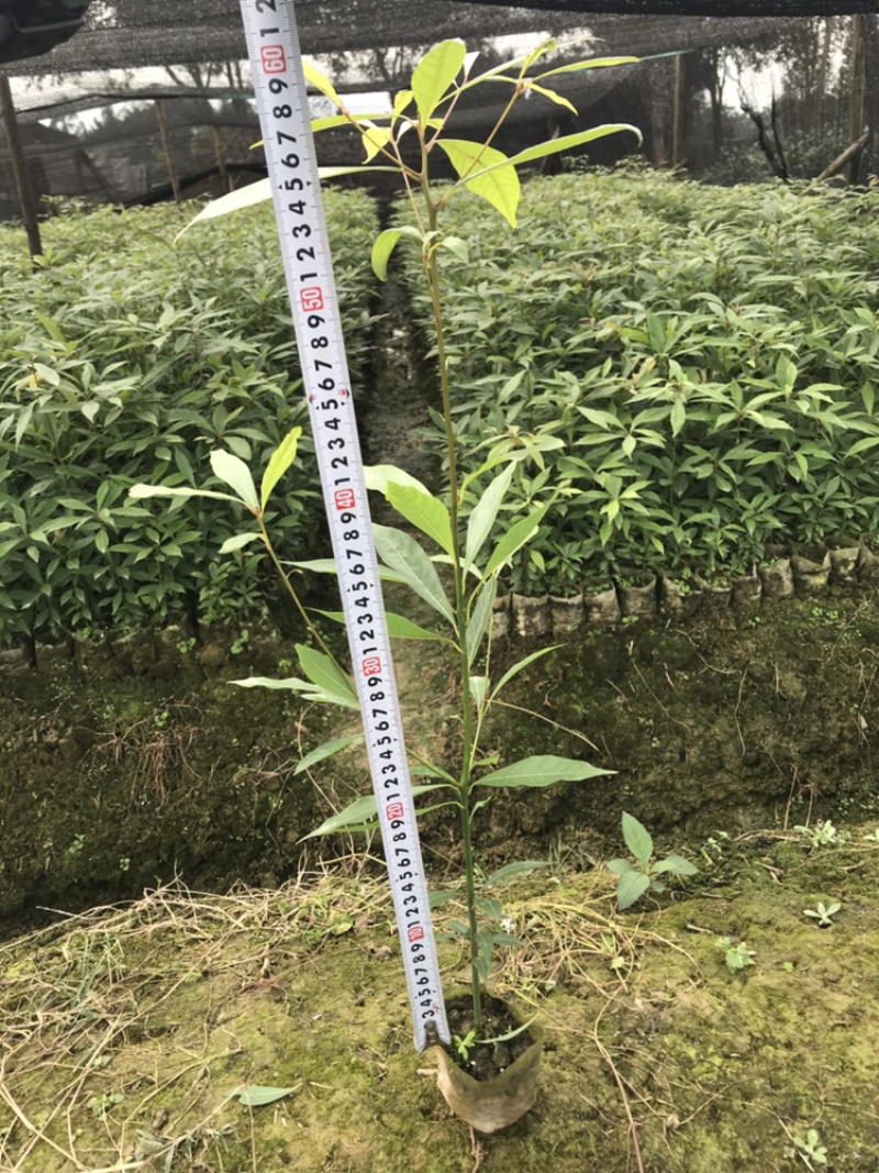 苗圃种植无纺袋装桢楠杯苗（小叶桢楠）