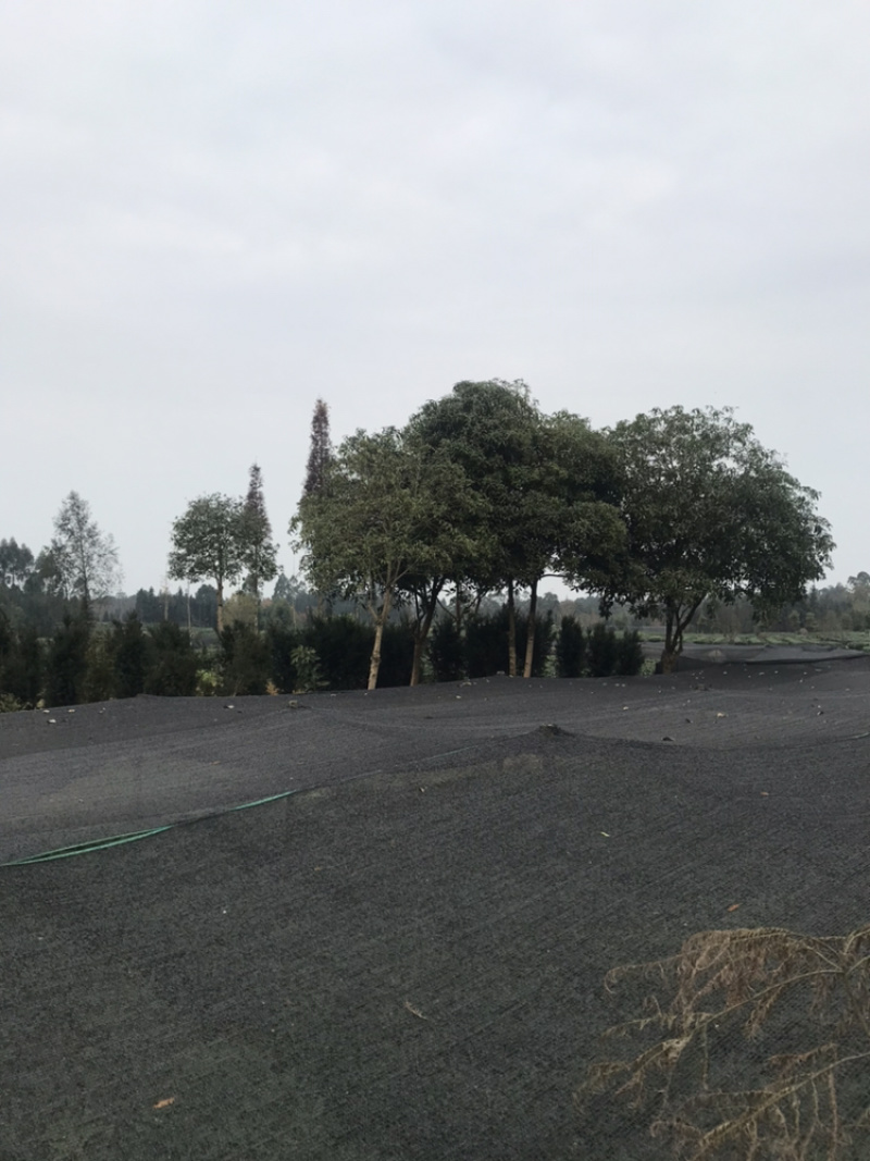 苗圃种植无纺袋装桢楠杯苗（小叶桢楠）