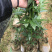 苗圃种植无纺袋装桢楠杯苗（小叶桢楠）