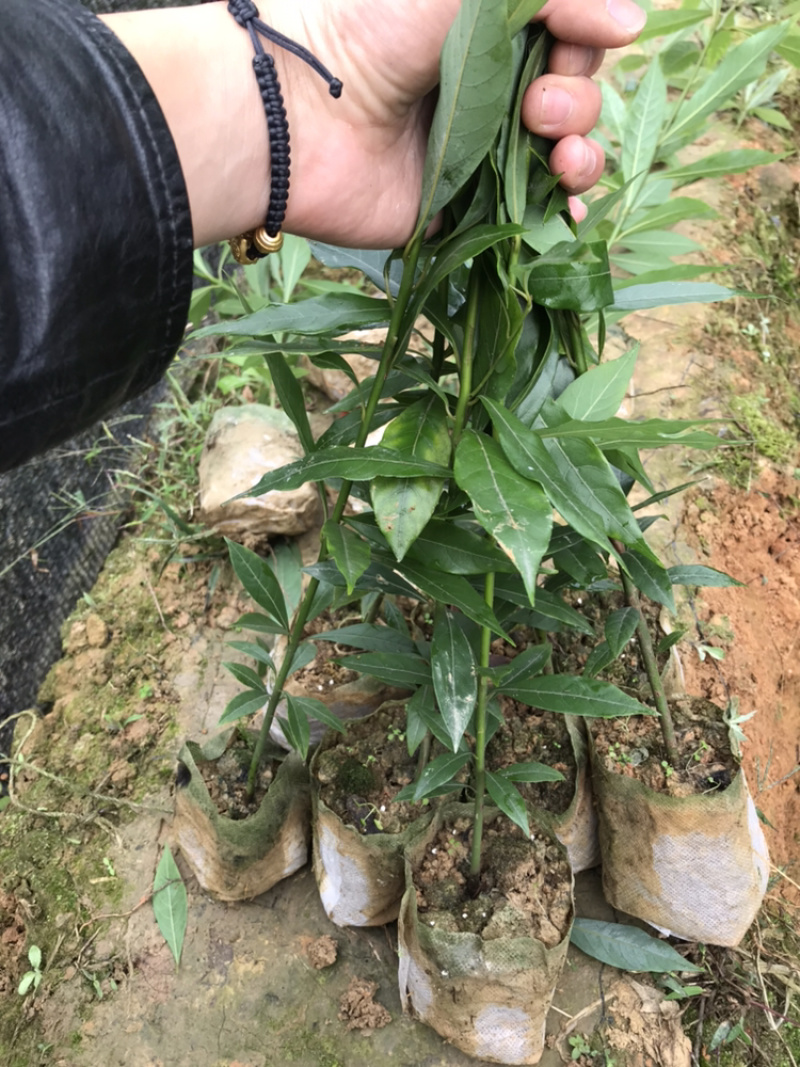 苗圃种植无纺袋装桢楠杯苗（小叶桢楠）