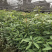 苗圃种植无纺袋装桢楠杯苗（小叶桢楠）