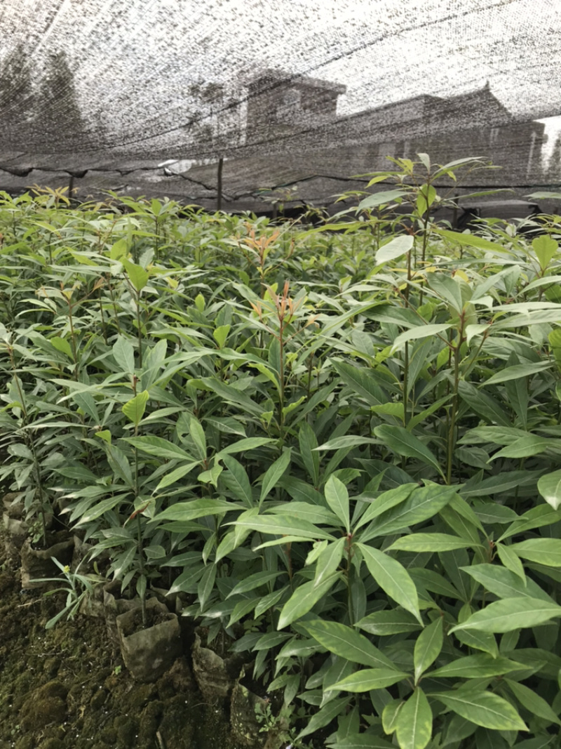 苗圃种植无纺袋装桢楠杯苗（小叶桢楠）