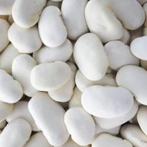 白芸豆，大量批发，年产百吨