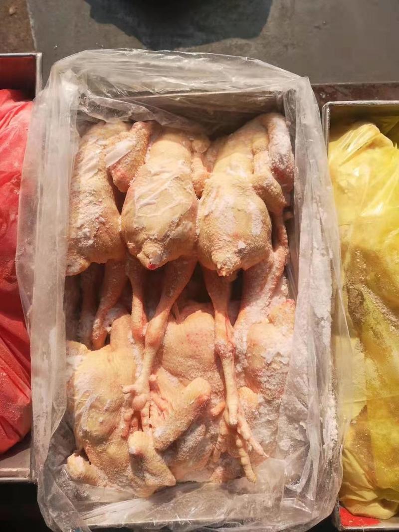 三黄鸡，老母鸡诚招代理批发，价格低，质量好。