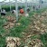 山东生姜苗批发基地（生姜种苗）货源充足质量保证价格实惠全