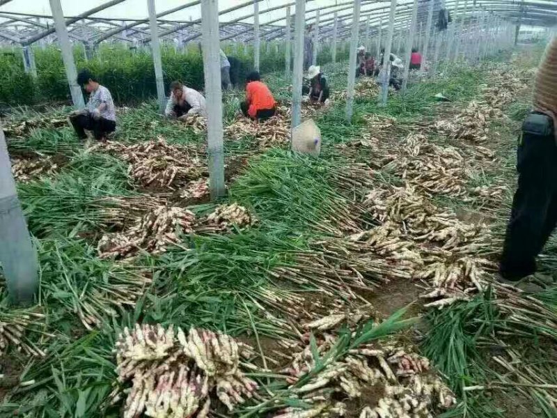 山东生姜苗批发基地（生姜种苗）货源充足质量保证价格实惠全