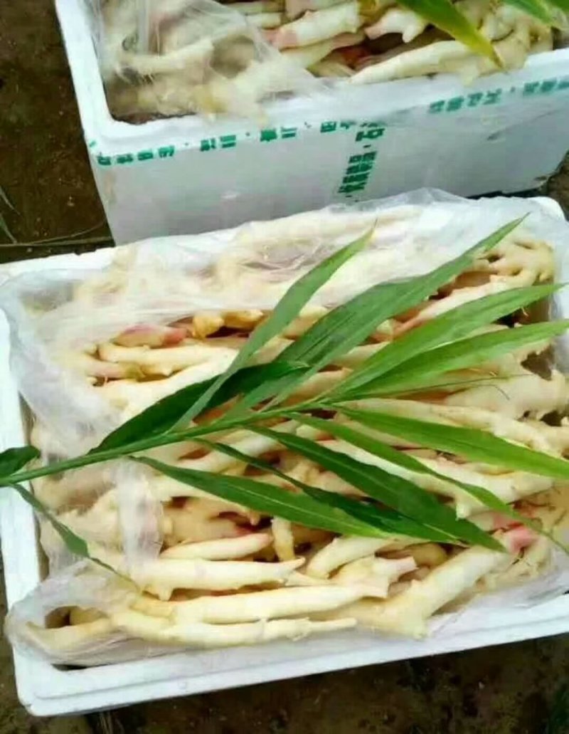 山东生姜苗批发基地（生姜种苗）货源充足质量保证价格实惠全