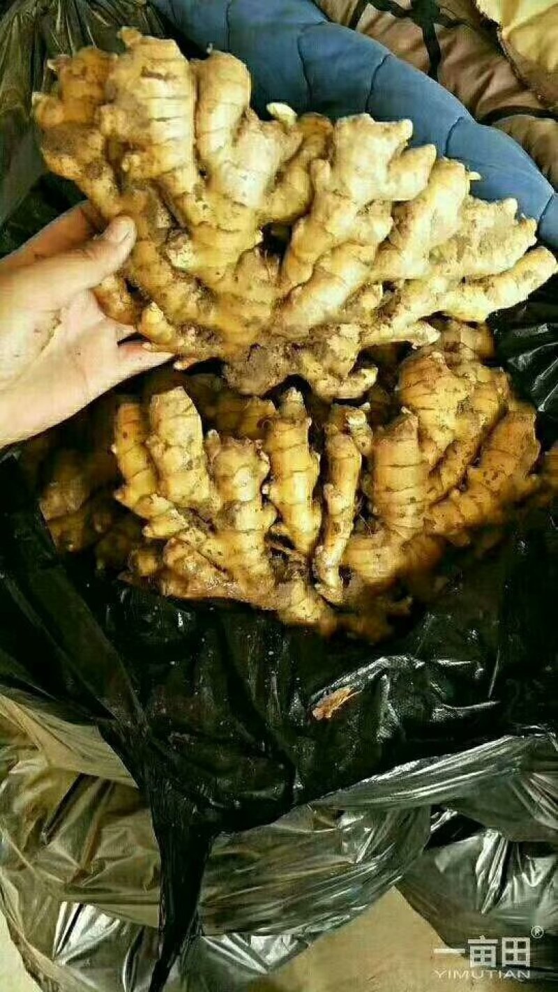 山东生姜苗批发基地（生姜种苗）货源充足质量保证价格实惠全