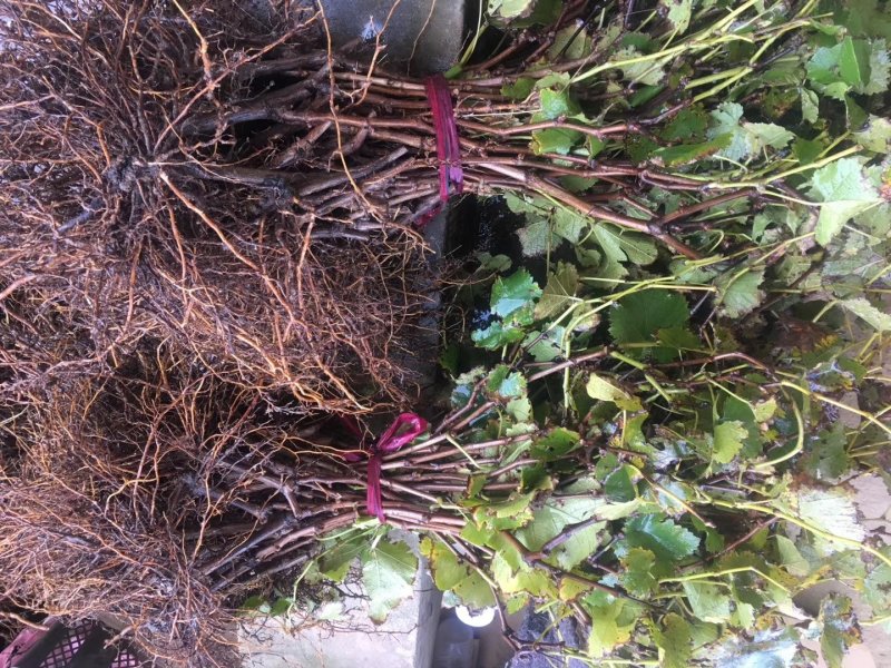 红芭拉蒂葡萄苗1年30~50cm优质葡萄苗批发