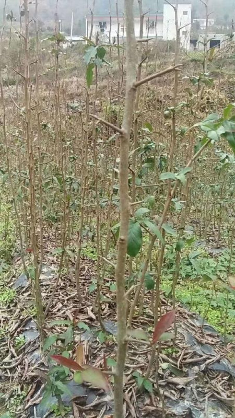 皱皮木瓜苗木瓜苗贴梗海棠药用木瓜