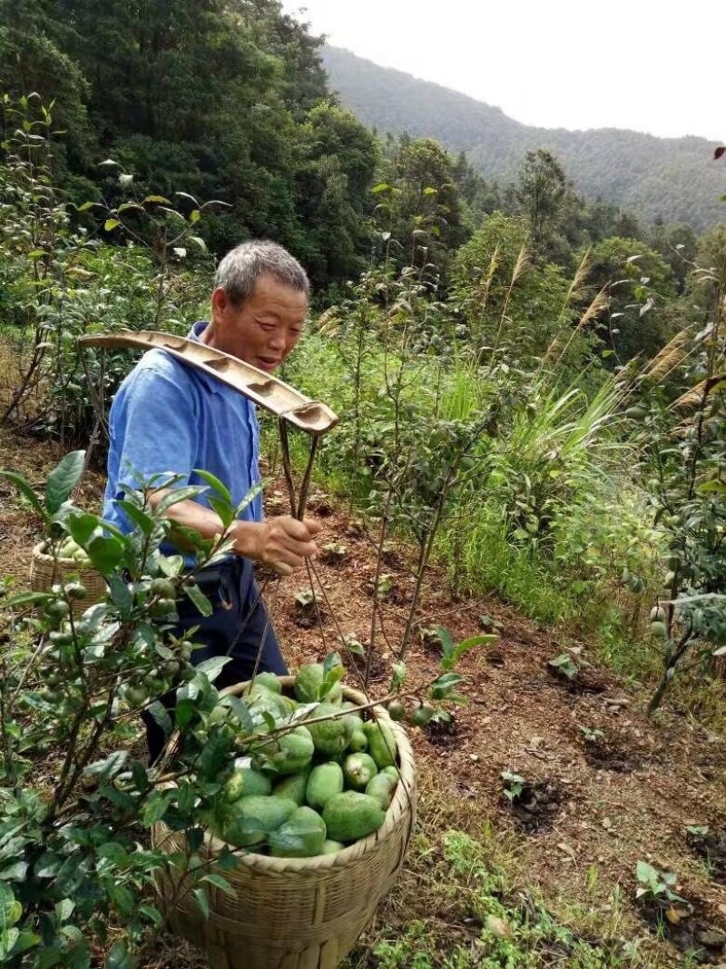 皱皮木瓜苗木瓜苗贴梗海棠药用木瓜