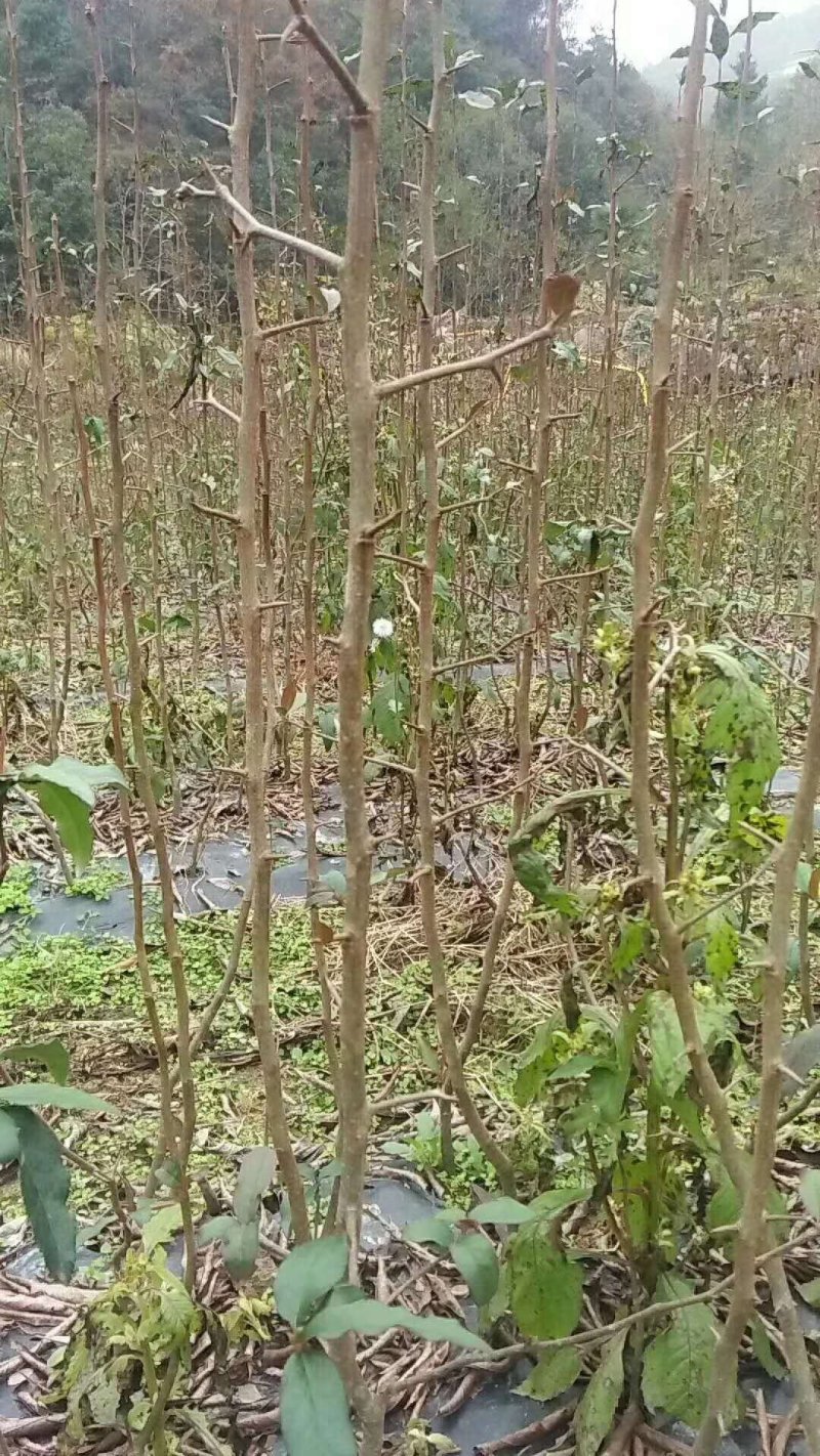 皱皮木瓜苗木瓜苗贴梗海棠药用木瓜