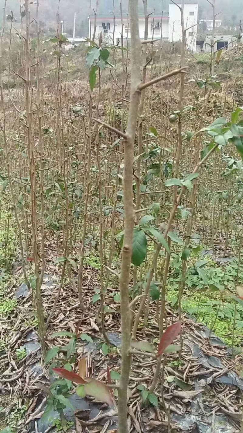 皱皮木瓜苗木瓜苗贴梗海棠药用木瓜
