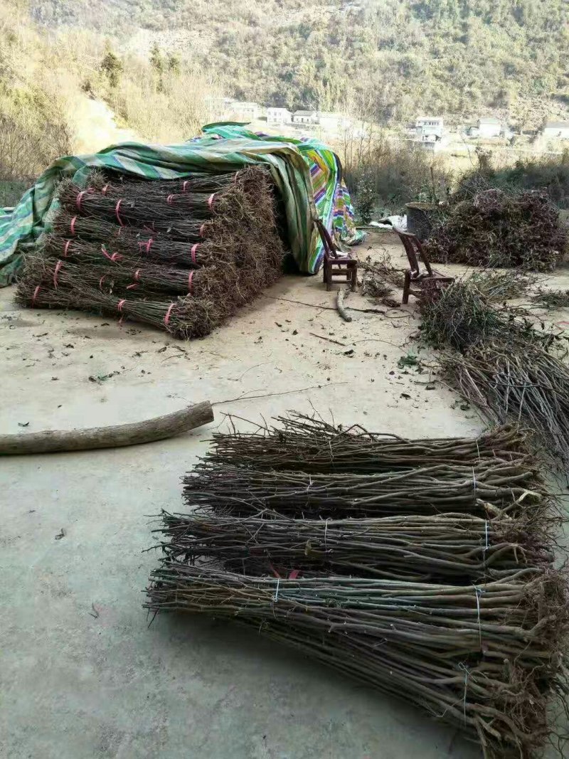 皱皮木瓜光皮木瓜贴梗海棠海棠苗木瓜苗各种规格苗木