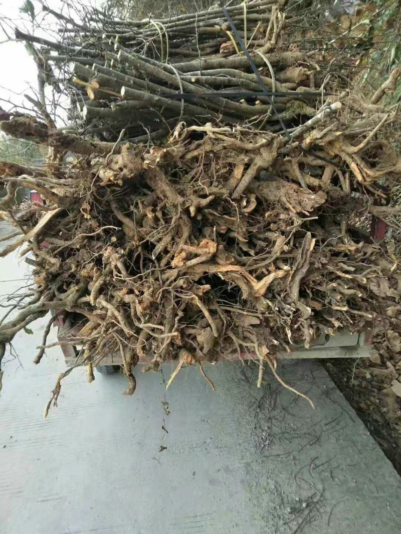 皱皮木瓜光皮木瓜贴梗海棠海棠苗木瓜苗各种规格苗木