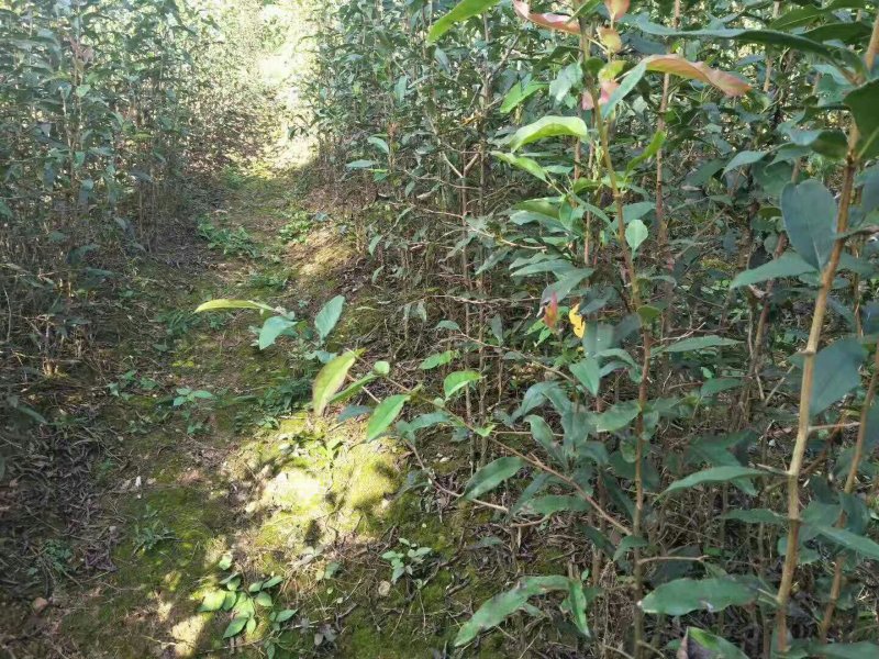 皱皮木瓜光皮木瓜贴梗海棠海棠苗木瓜苗各种规格苗木