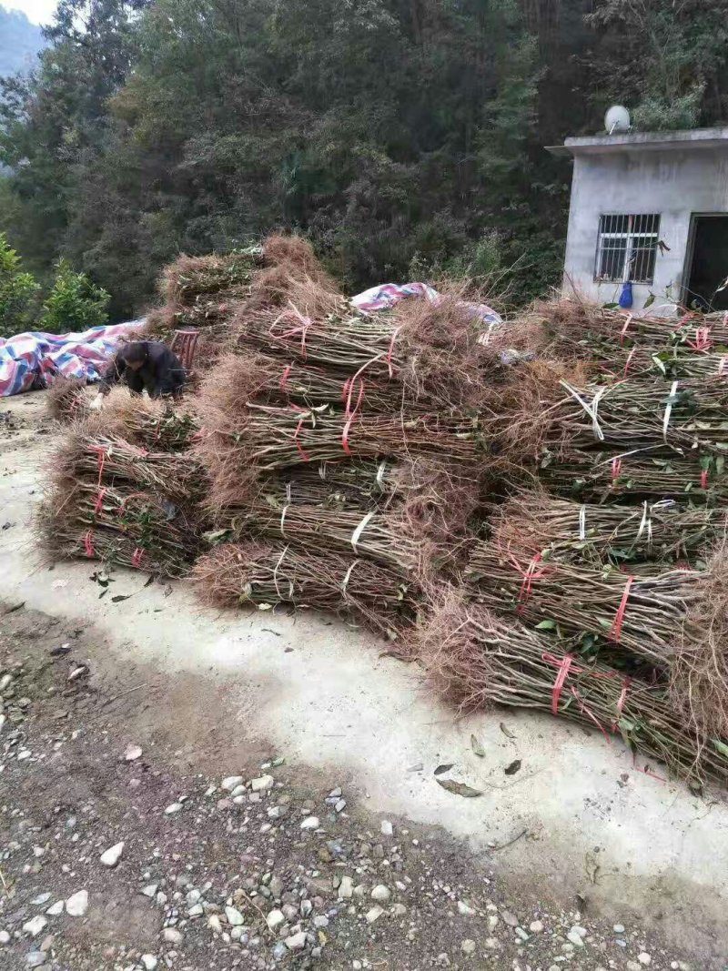 皱皮木瓜光皮木瓜贴梗海棠海棠苗木瓜苗各种规格苗木