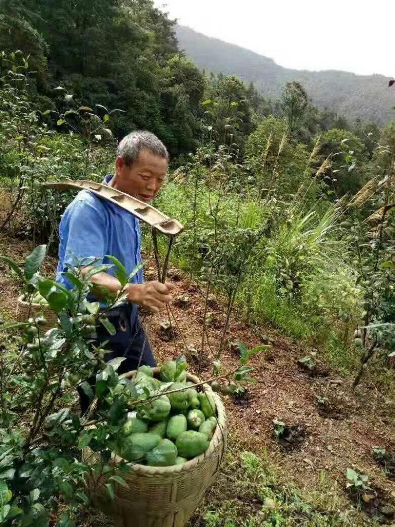 皱皮木瓜光皮木瓜贴梗海棠海棠苗木瓜苗各种规格苗木