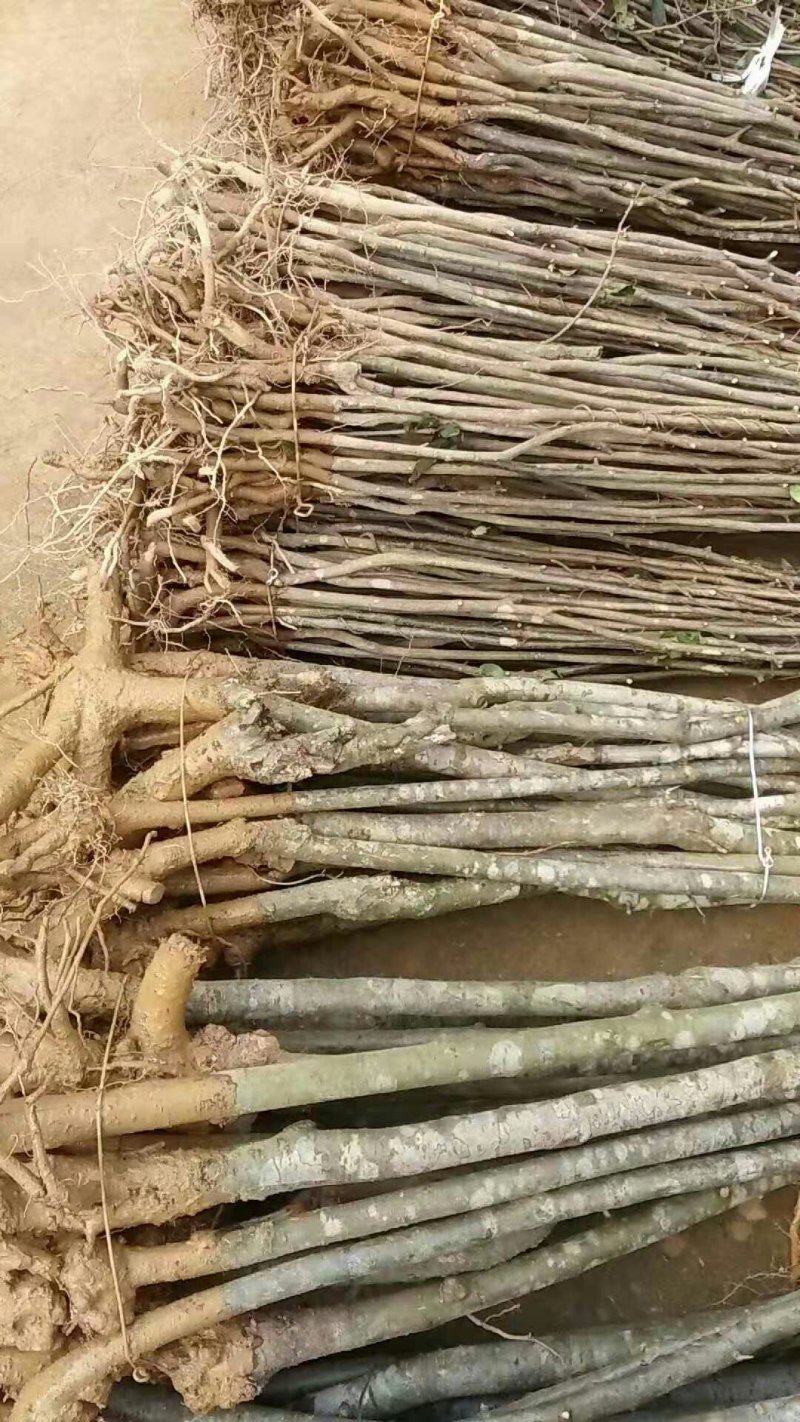 皱皮木瓜光皮木瓜贴梗海棠海棠苗木瓜苗各种规格苗木