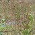 皱皮木瓜光皮木瓜贴梗海棠海棠苗木瓜苗各种规格苗木