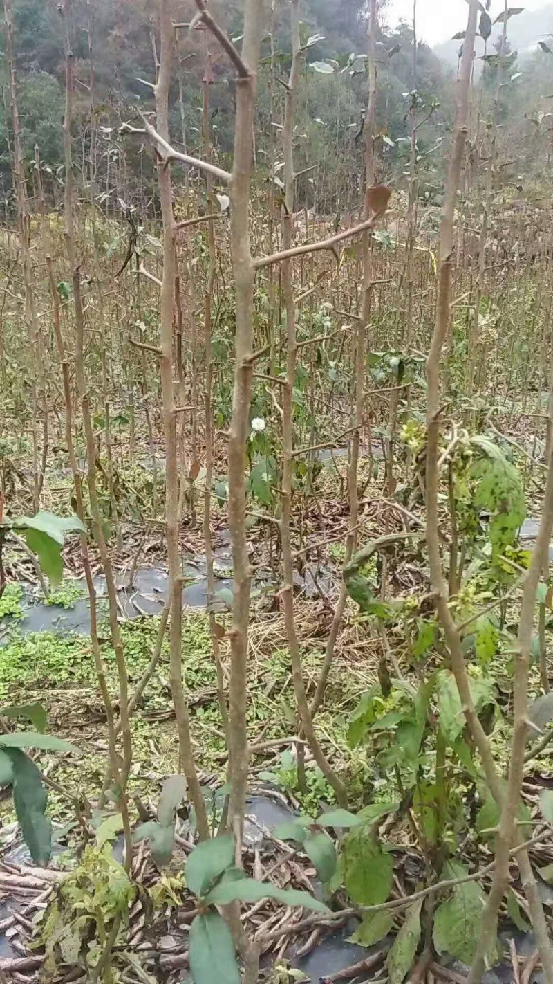 皱皮木瓜光皮木瓜贴梗海棠海棠苗木瓜苗各种规格苗木