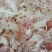 批发白色大蒜皮蒜皮压块适合牛羊养殖饲料适口性强蒜内外